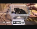 【生後024~026日】伊勢'sの体重測定【蒼民家の猫々】