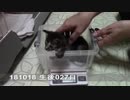 【生後027~030日】伊勢'sの体重測定【蒼民家の猫々】