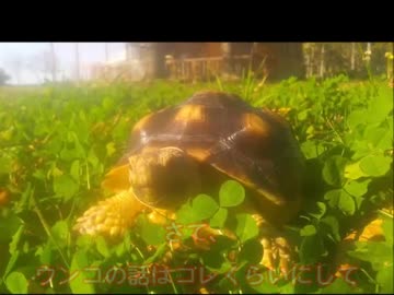 ケヅメリクガメ｡ 祝！！沙原さん１周年！！⑳