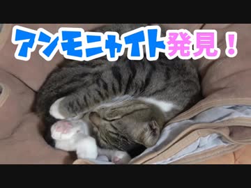 アンモニャイトをモフモフしたらなんか開いてきたw