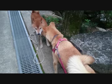 メイリオとご近所の犬