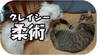 犬猫版・総合格闘技！立ち技のマルチーズにグレイシー柔術で迎え撃つ猫がエグい！