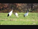 「秋の湿原にタンチョウを求めて」 観ませんか？ "Grus japonensis"  2018-10-20撮影