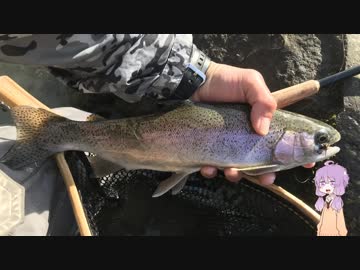 ゆかりさんのテンカラ記録　その１