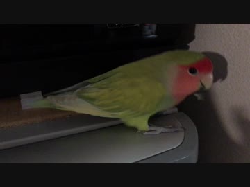 電化製品が好きなインコ
