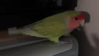 電化製品が好きなインコ