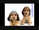 Syamu_game 犬シーンまとめ