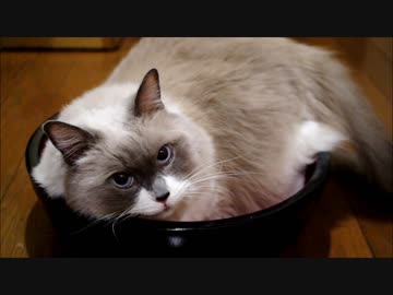 くるりんてしたい