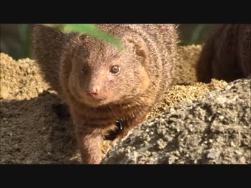 穴掘りするコビトマングース