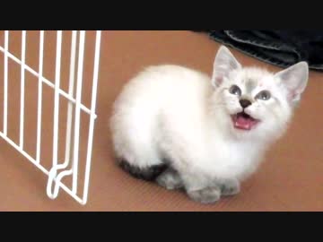 かわいい子猫がやってきた Cute kitten has come