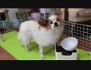 12,13歳のワンコ（パピヨン）の日常写真1