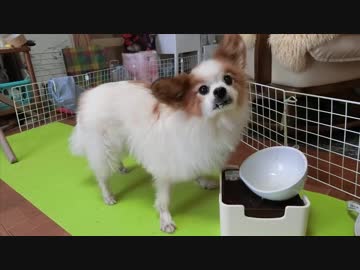 12,13歳のワンコ（パピヨン）の日常写真1