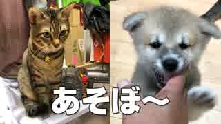 犬猫版総合格闘技！秋田犬を翻弄する猫最強！って言ってもパピー相手だっちゅうの！