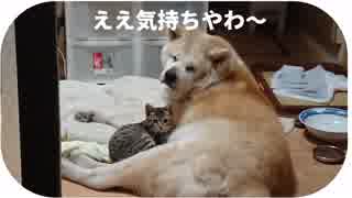 ドッグマッサージって本当に気持ちいいんだから～ってうちの秋田犬が申しております。