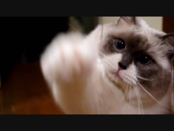 【まるいくせに】めんどくさいのにゃ【だけどまるいくせに】