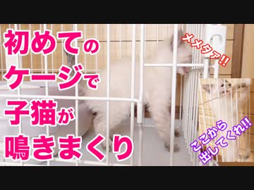 【初日】子猫がケージで鳴きまくる Kitten in a cage