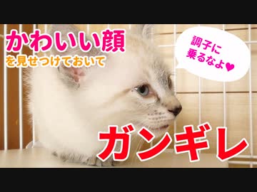 かわいい顔を見せつけたあとガン切れする子猫【YouTuberとしての目覚め？】