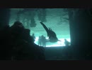 Shark Inside An Aquarium　鎌田節子