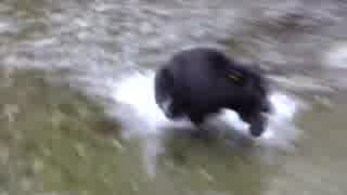 Bear In The River　鎌田節子