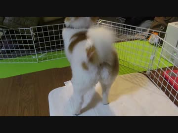 12,13歳のワンコ（パピヨン）の日常写真2