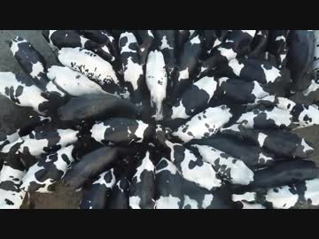 集団レ○プ！？牛の餌と化したタヌキくん