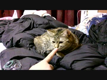 拾いねこ＠生後2301/2268日目　復活っぽい～。