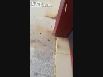 スズメバチとゴキブリの戦い