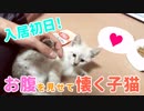 飼った初日からお腹を見せて懐く子猫【気持ちよすぎてKO寸前！？】