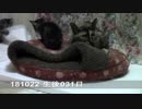 【生後031日】伊勢'sの体重測定【蒼民家の猫々】