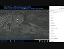 《がおーっ》アフリカ・サバンナ野生動物ツアー 生中継【10月24日 夕】3