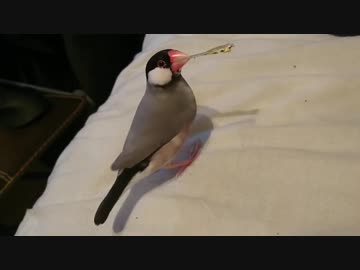 もぐもぐ文鳥