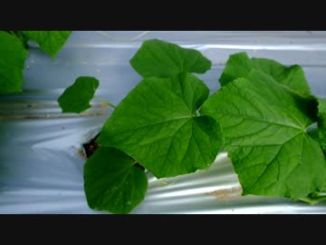 きゅうり栽培実況vol.56   H30秋⑤ビニール張った！エンジンポンプ！