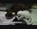 【生後032~033日】伊勢'sの体重測定【蒼民家の猫々】