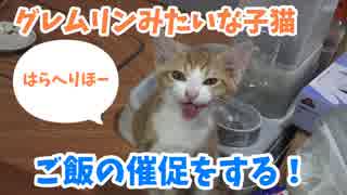 グレムリンのような子猫イナリ君、ご飯の催促をする。