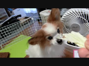 キャベツをシャキシャキさせながら食べるワンコ（パピヨン）