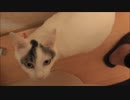 トイレに入ると興奮して何かを訴えかけてくる猫