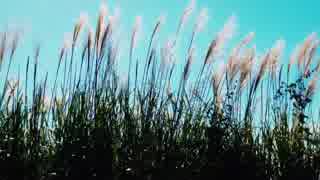 【癒し動画】虫しぐれの音（睡眠用BGM・作業用BGM）