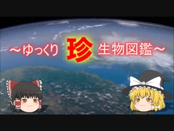 ～ゆっくり　珍　生物図鑑～　新・71回