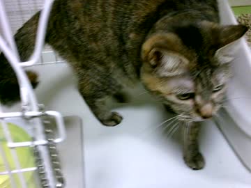 拾いねこ＠生後2303/2270日目　遅くなりました。