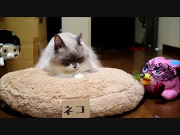 ハロインですの