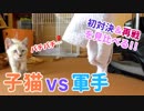 【宇宙人襲来!?】初めて軍手を見た子猫がバチバチにいきりたつ！
