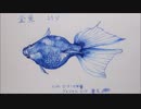 【万年筆画】金魚（蒼天）・ω・-gold fish【描いてみた】