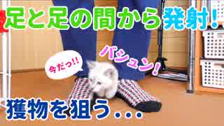 【遊ぶ子猫】飼い主の足と足の間から発射する猫砲