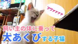 飼い主を尻に敷く子猫【体の上がリビング】