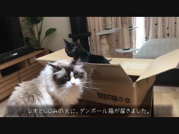 妹猫に叩かれても怒らない優しいラグドール
