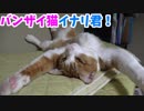バンザイ猫のお腹をもっふもふしてみた！