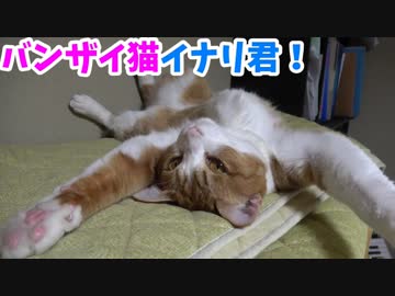 バンザイ猫のお腹をもっふもふしてみた！