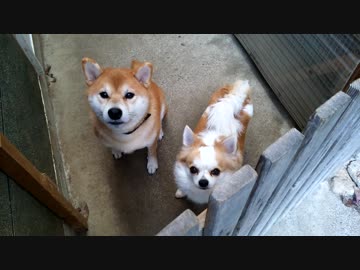 うちの、柴犬くんとチワワくん