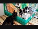 多分初めてウサギ見た仔猫～さびちゃん編