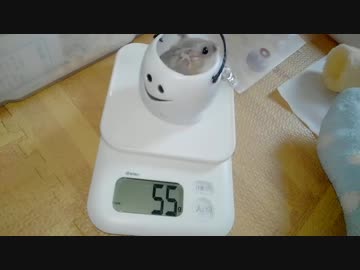 ハムスター飼いました。その48～10月だよ!!体重測定だよ!!～